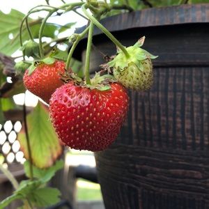 Meet your Posher, Bonnie